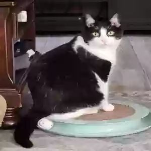 lost male cat gregory
