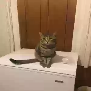 lost male cat squid