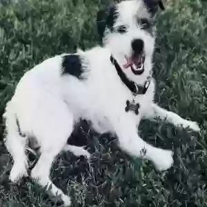 lost male dog marshall