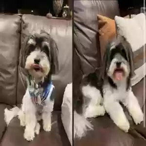 lost male dog oreo