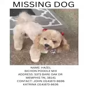 lost female dog hazel