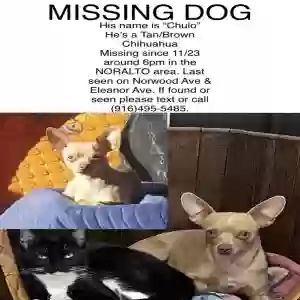 lost male dog chulo