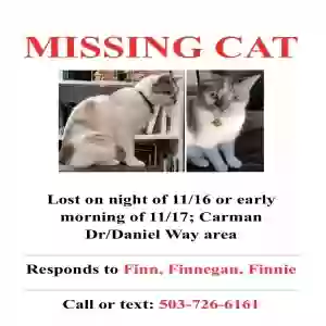 lost male cat finnegan, finnie, finn