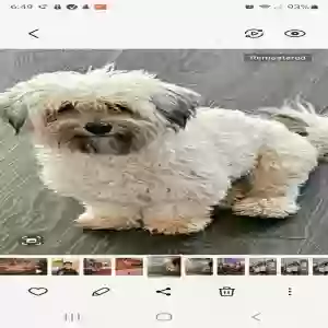lost male dog pickachu