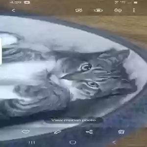 lost female cat whiskey
