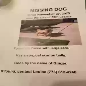 lost female dog ginger