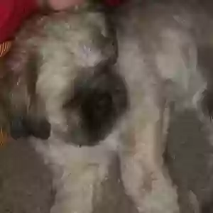 lost male dog rhyder