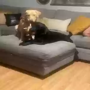 lost female dog zelda and bella