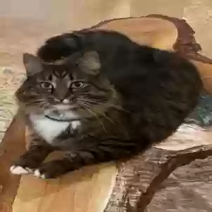 lost female cat kalua