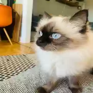 Lost Female Cat
