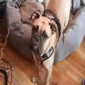 lost male dog potato