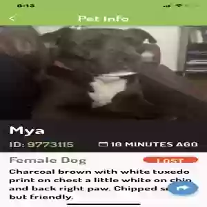 lost female dog mya