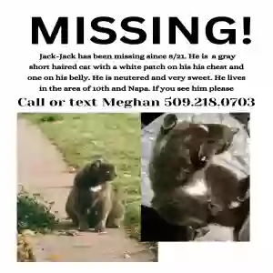 lost male cat jack jack