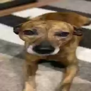 lost male dog deuce