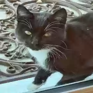 found unknown cat unknown