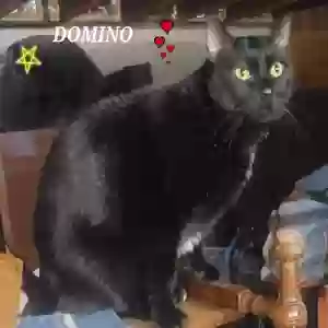lost male cat domino