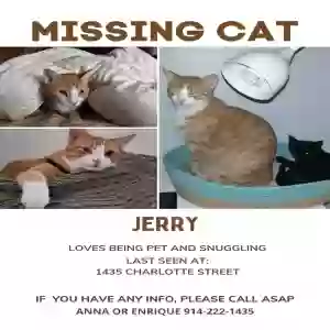 lost male cat jerry