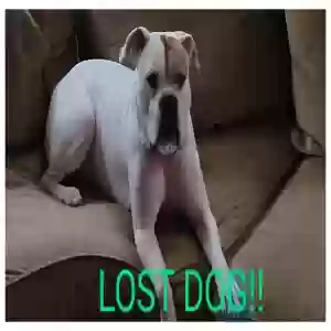 lost female dog crystal