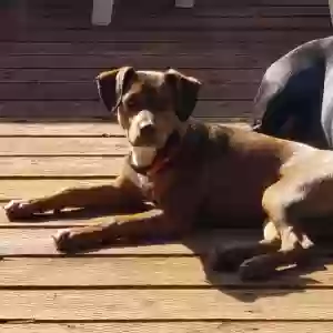 lost male dog bruno