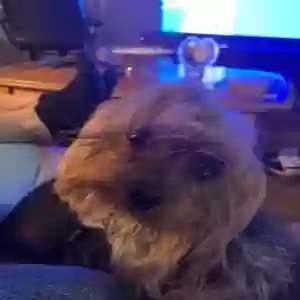 lost male dog reese's
