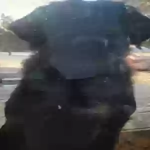 found unknown dog unknown