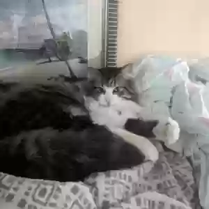 lost male cat midas