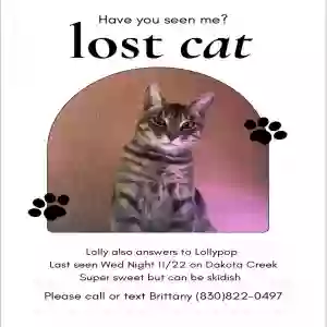 lost female cat lolly