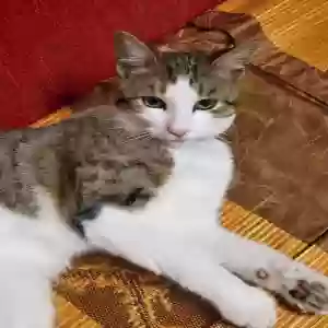 lost male cat peanut