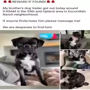 lost male dog vader