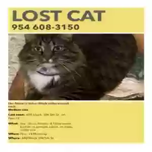 lost female cat kalua