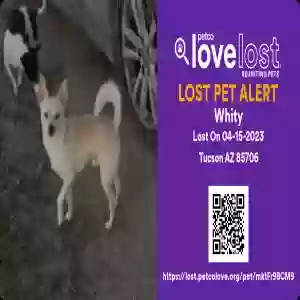 lost male dog whity