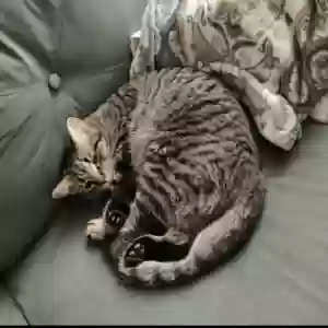 lost male cat milo ( mario )