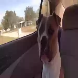 lost male dog kilo
