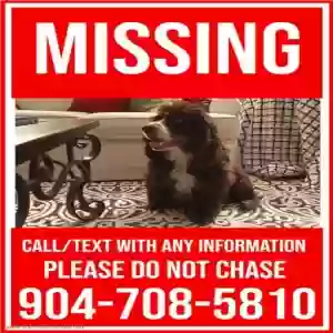 lost male dog bogey