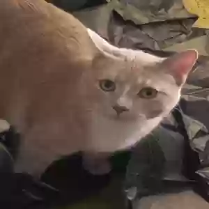 lost male cat macnamara
