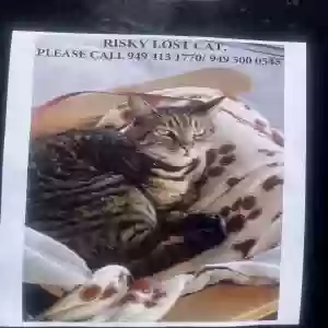 lost male cat risky