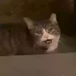 found unknown cat unknown