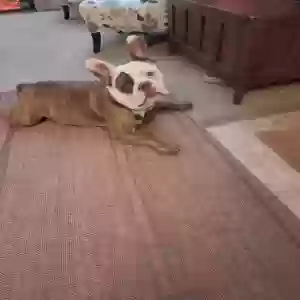 lost male dog bully