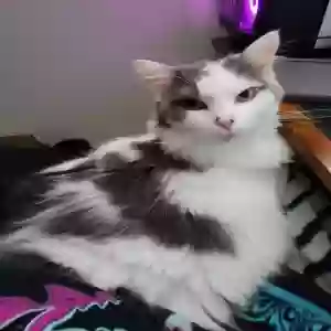 lost female cat lucina