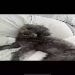 lost female dog luna