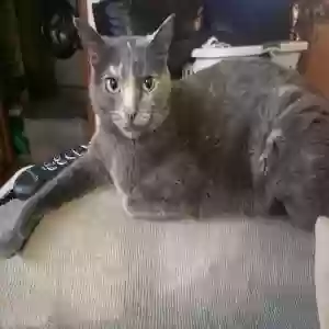 lost female cat catastrophe