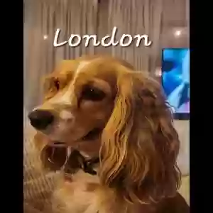 lost female dog london