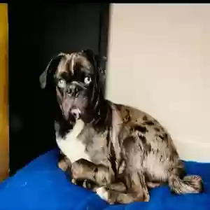 lost male dog vader