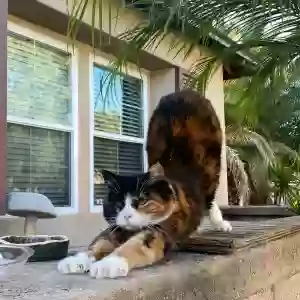 lost female cat meowmeow