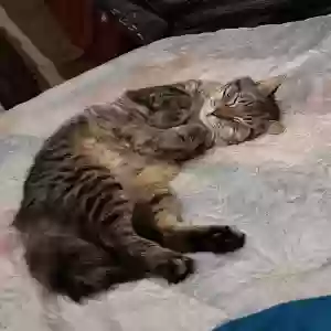 lost male cat pirate