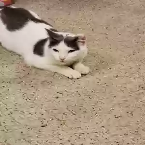 found female cat unknown