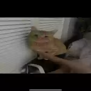 lost male cat mango