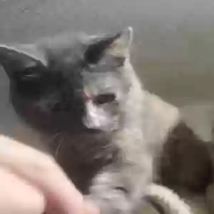 lost female cat bittybit