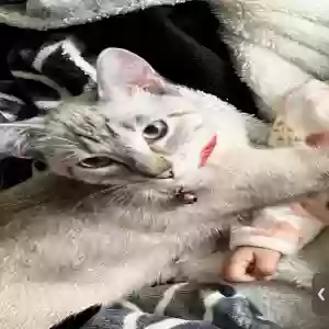 lost female cat nieve