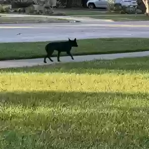 found female dog unknown